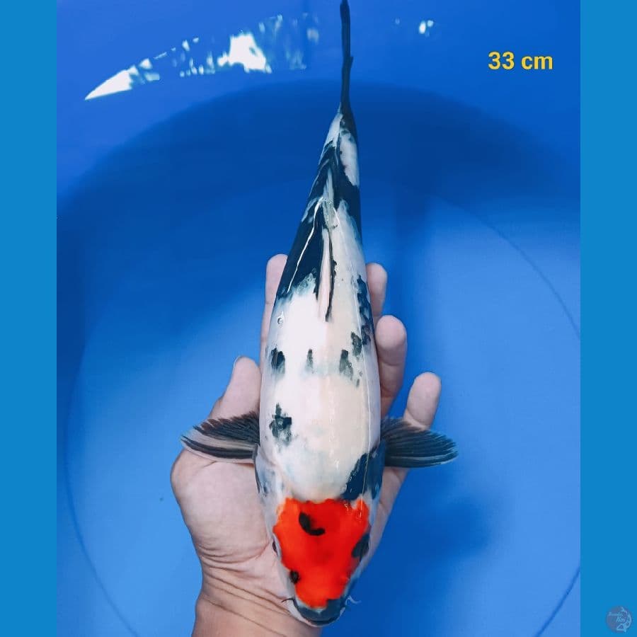 Tancho showa 33 cm