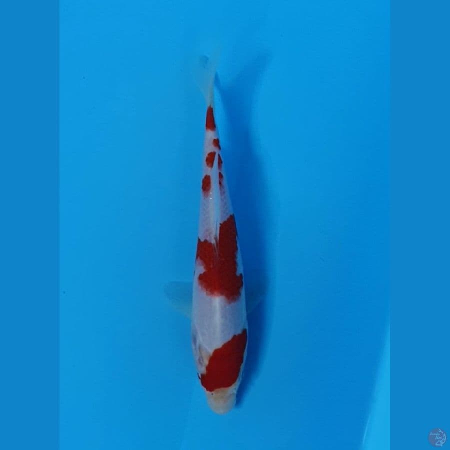 Kohaku Original 15cm