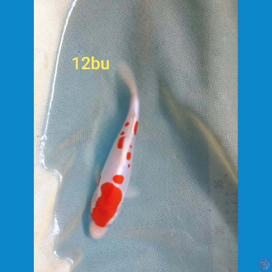~3~ Kuhaku doit 12bu