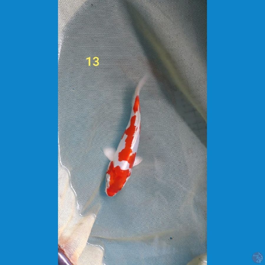 ~4~ Kikushui 13cm