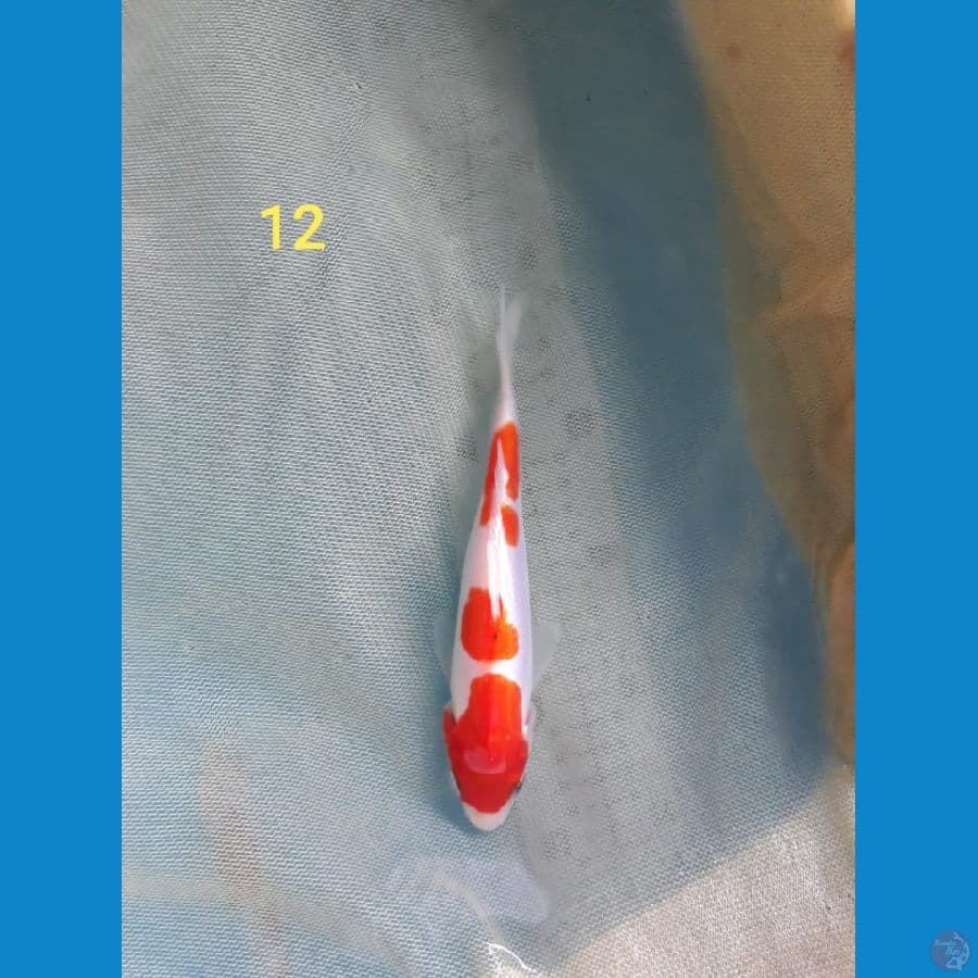 ~5~ Minion Kuhaku doit 12bu