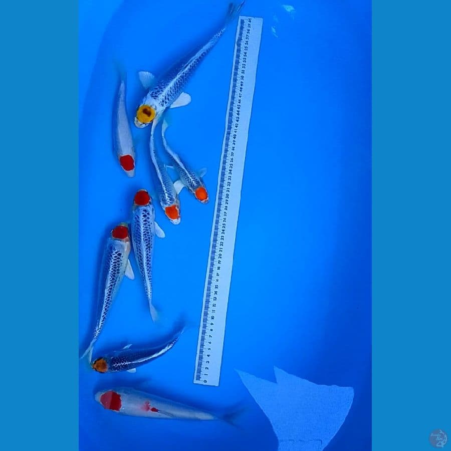 PAKET TANCO 15-27CM