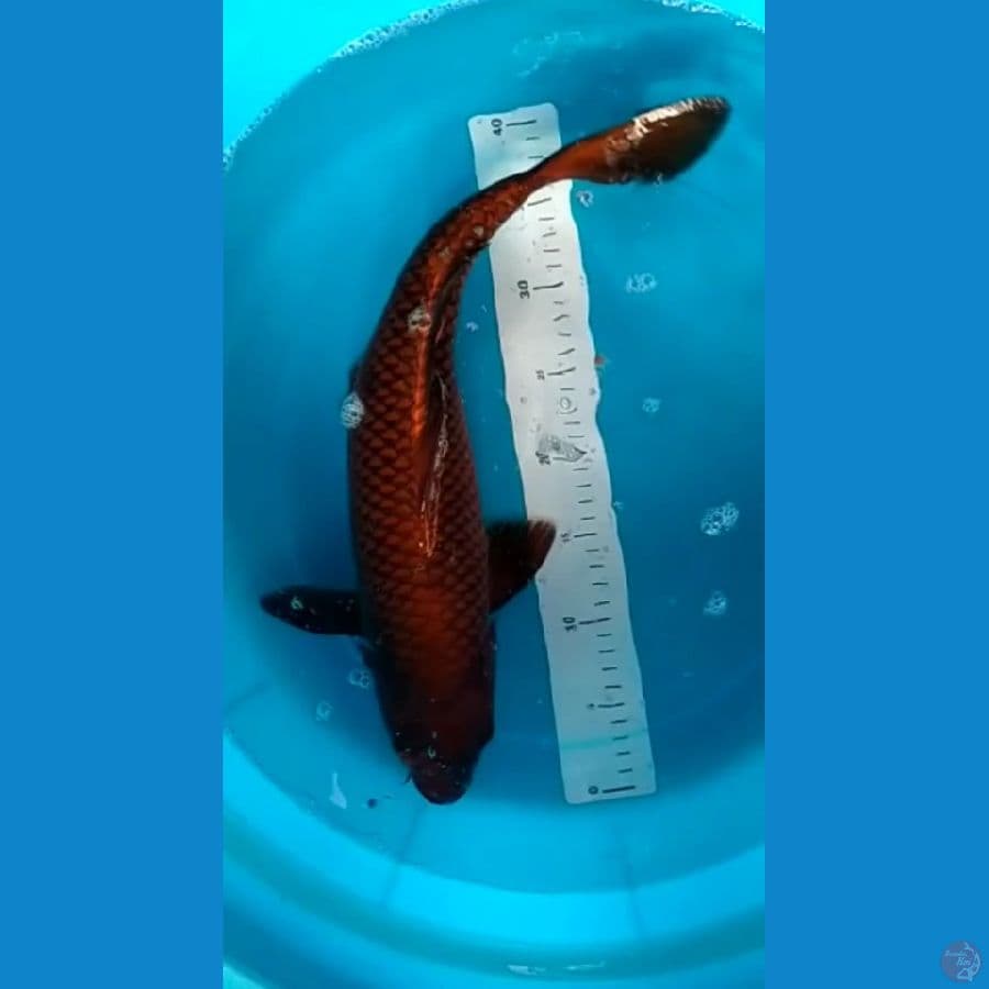 CHAGOI TEMBAGA 50cm