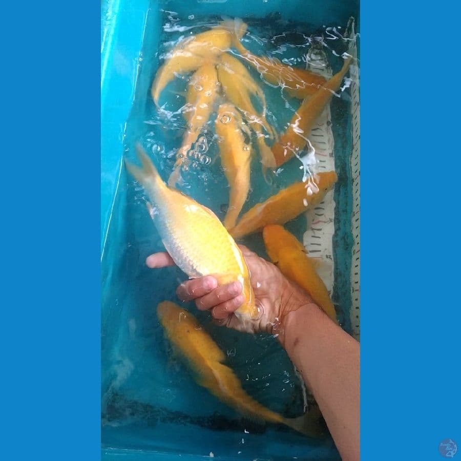 karashi punuk 10 ekor 25-30cm
