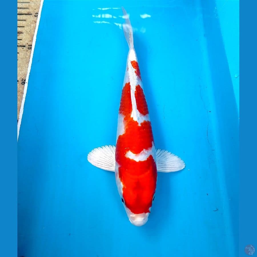 sakura ogon 23cm