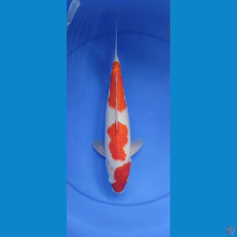 kohaku male