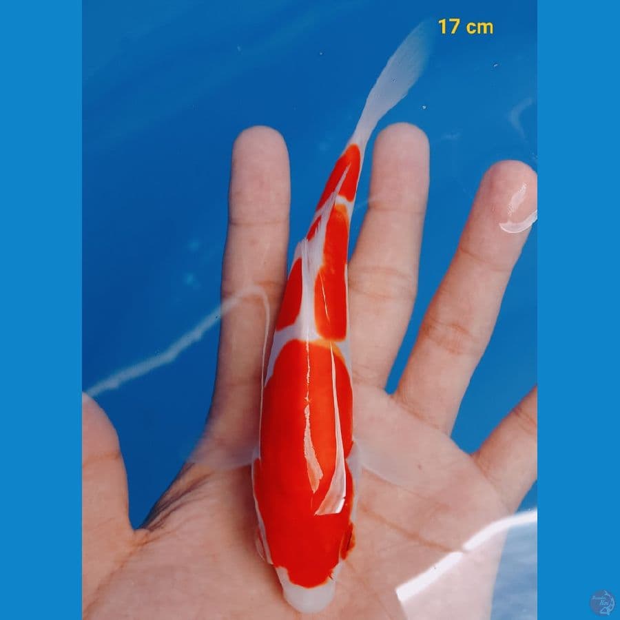 Kohaku doit 17 cm