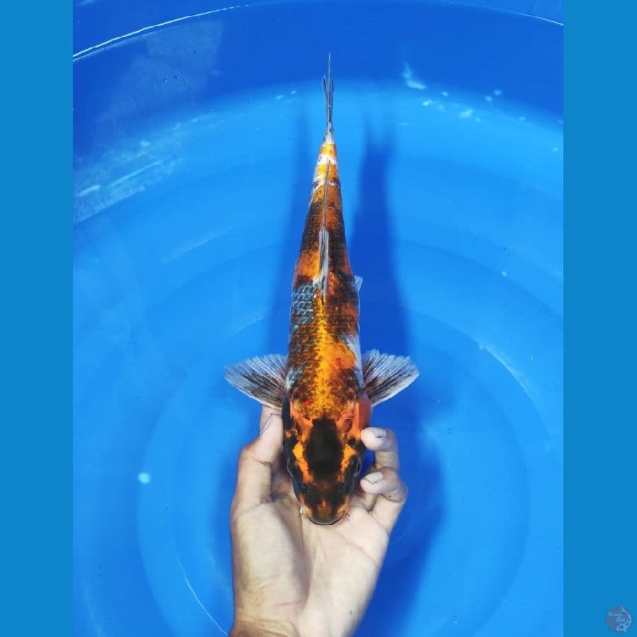 37 CM ~ KIN SHOWA