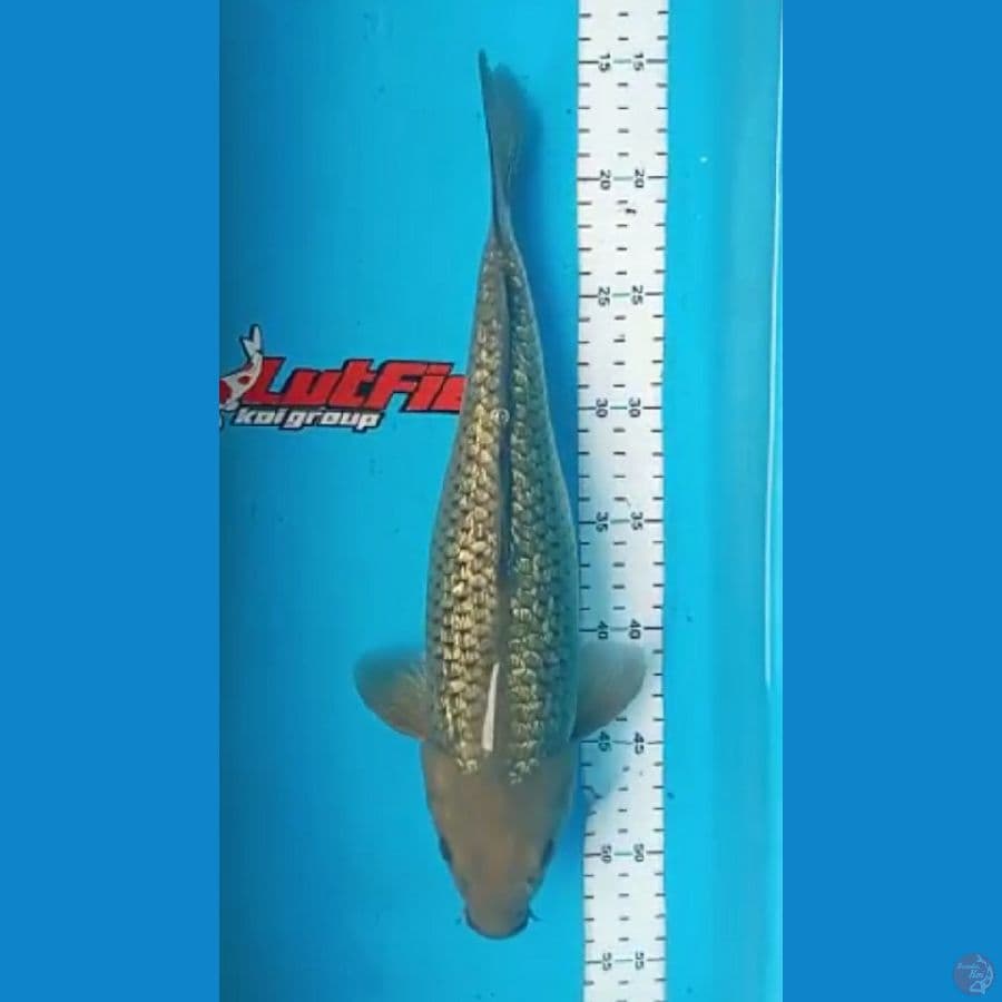 penjinak kolam 35cc