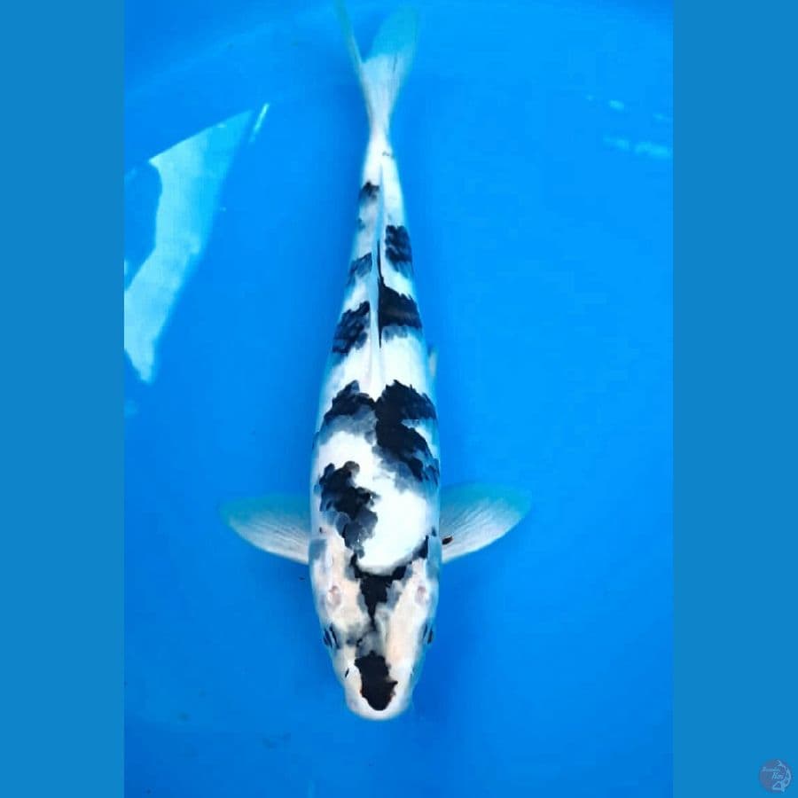 Shiro Layak Keeping 32 Cm
