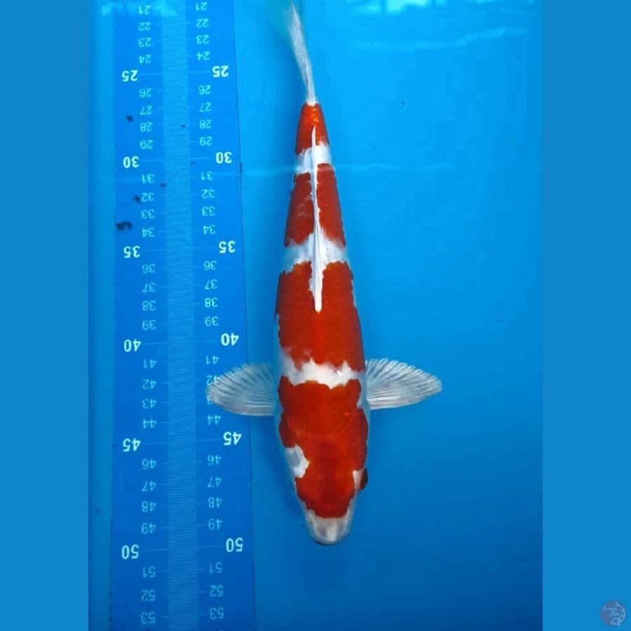 Sakura Ogon Male 27 Cm