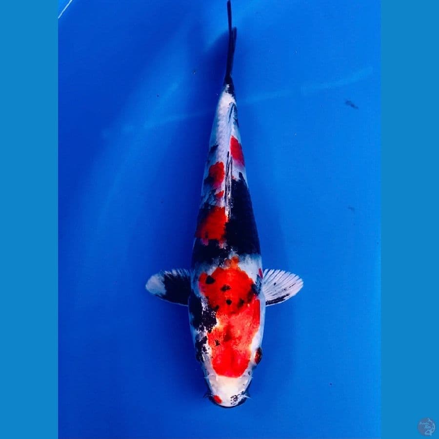 showa hikari 18cm