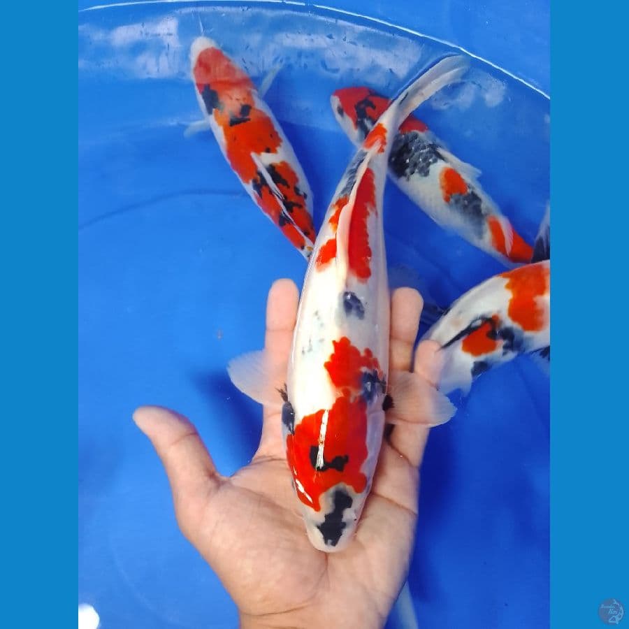 showa tategoi 30 cm