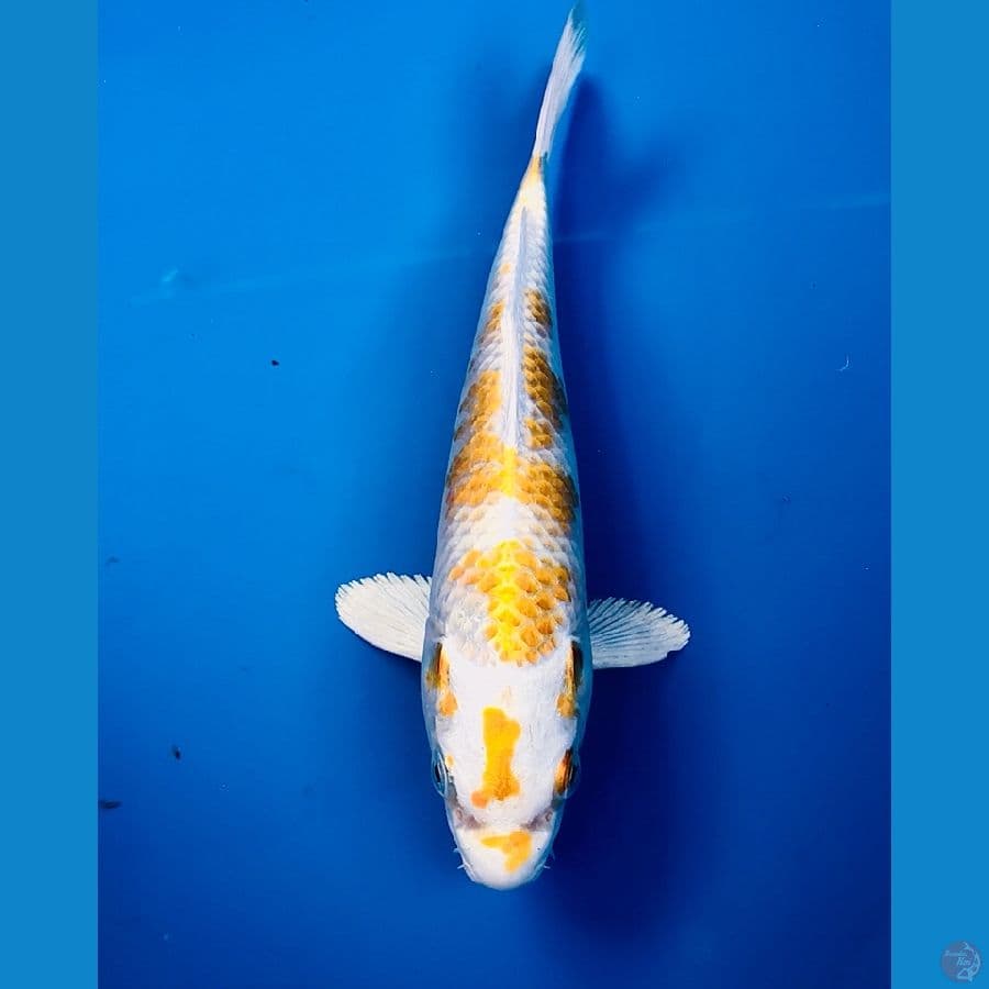 hariwake 22cm
