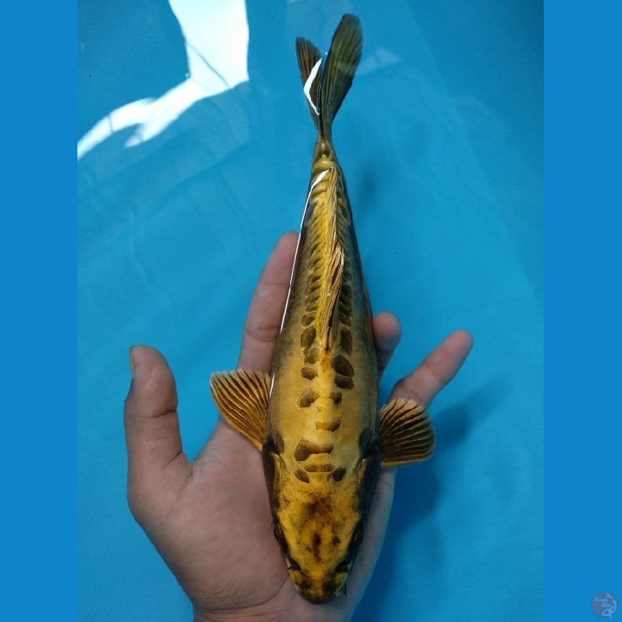 SB Gold Mukashi 25 M