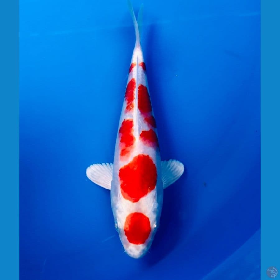 sakura ogon 20cm