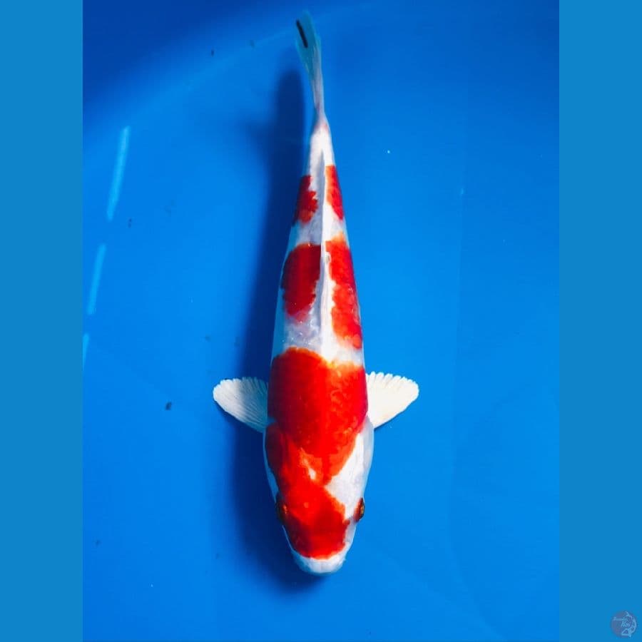 sakura ogon 20cm