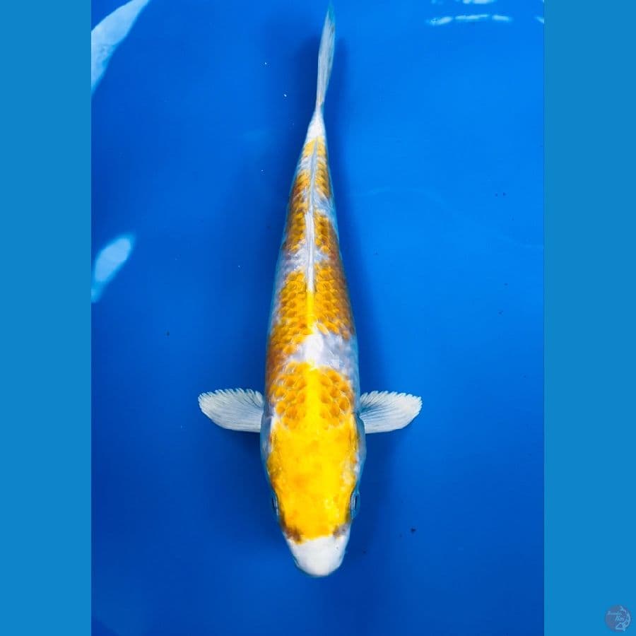hariwake inazuma 23cm