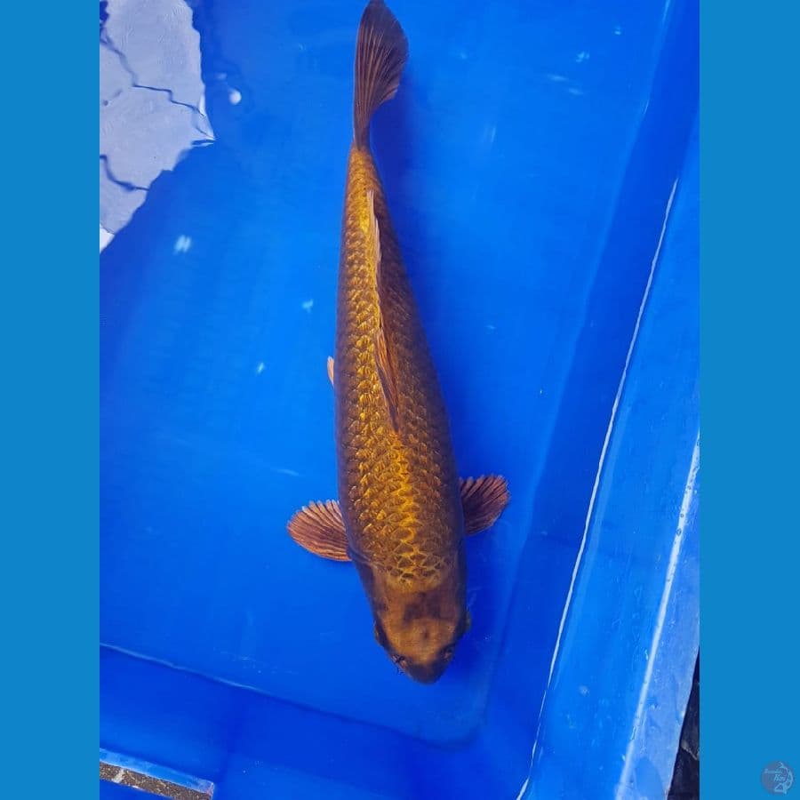 Limited editions mukasi gold fuull ginrin 40cm male