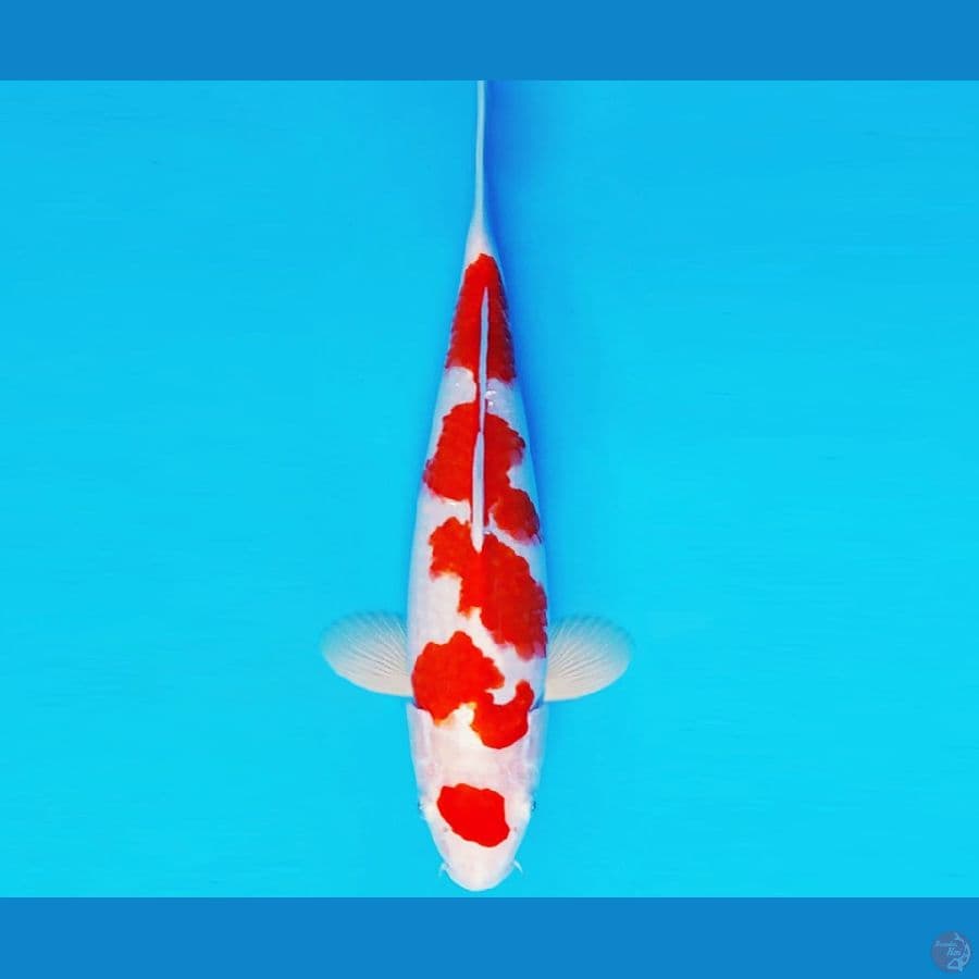 BANZAI 3 ~ MARUTEN KOHAKU 31 cm/fm ®