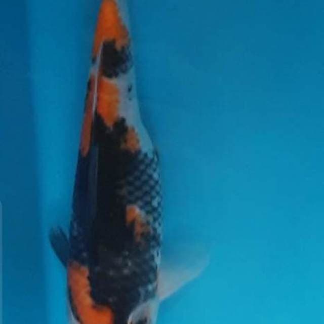 SHOWA MARUTEN