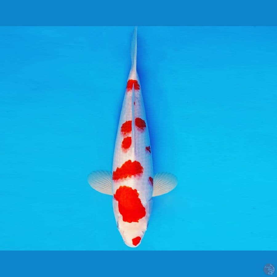 BANZAI 8 ~ KOHAKU 34 cm/fm ™