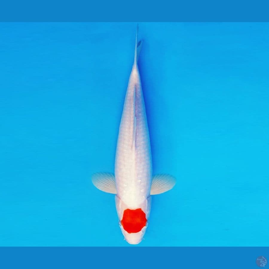 BANZAI 9 ~ TANCHO AI GOROMO 32 cm/fm ™