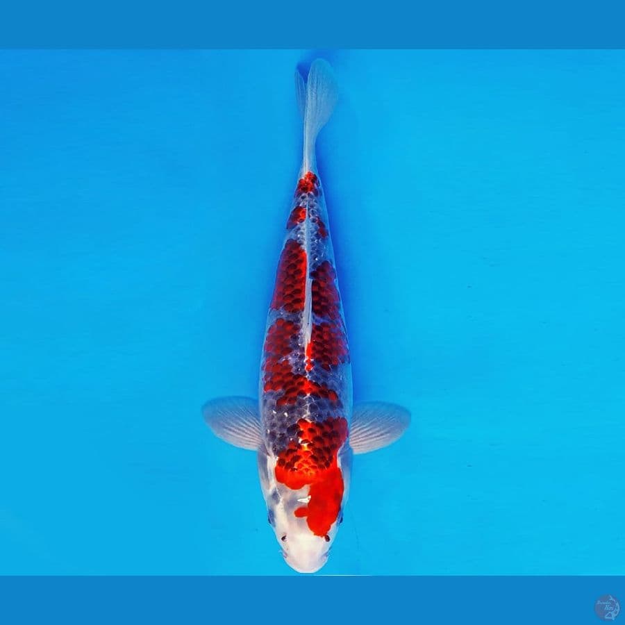 BANZAI 12 ~ GOSHIKI 35 cm/fm ™
