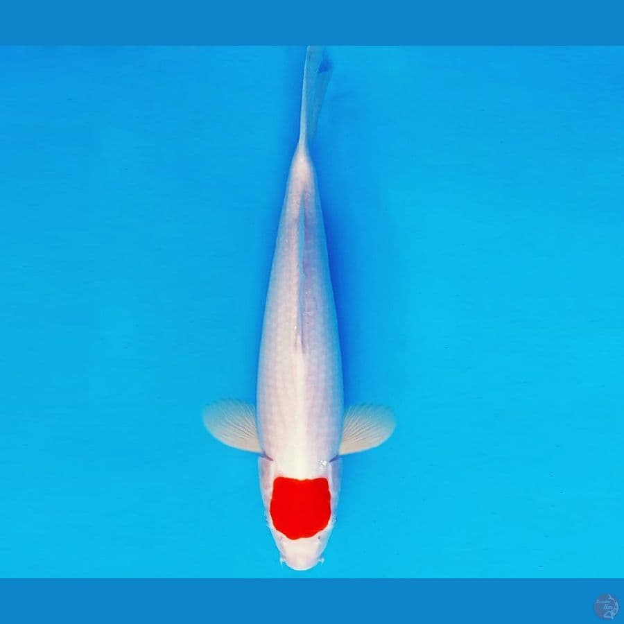 BANZAI 16 ~ TANCHO 32 cm/fm ™