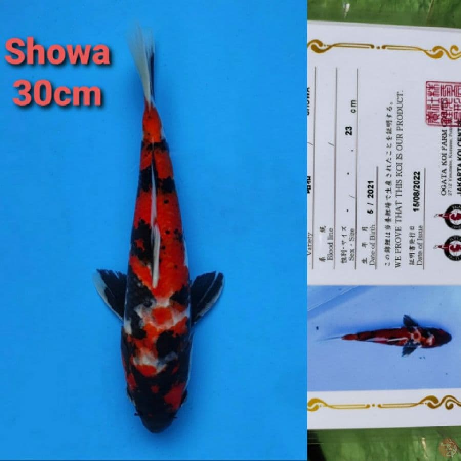 OGATA SHOWA 30CM SERTI