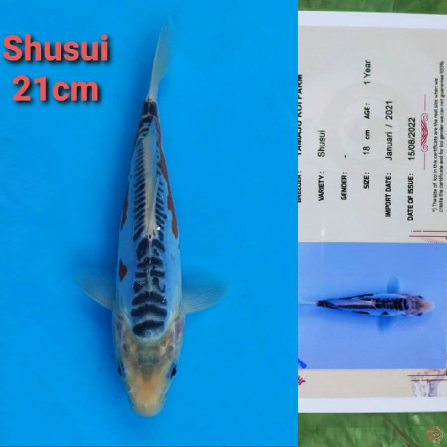 YAMAJYU SHUSUI 21CM SERTI