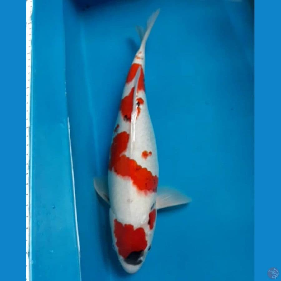 female 41cm