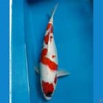 female 41cm
