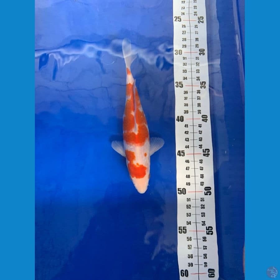 kohaku size 15 up