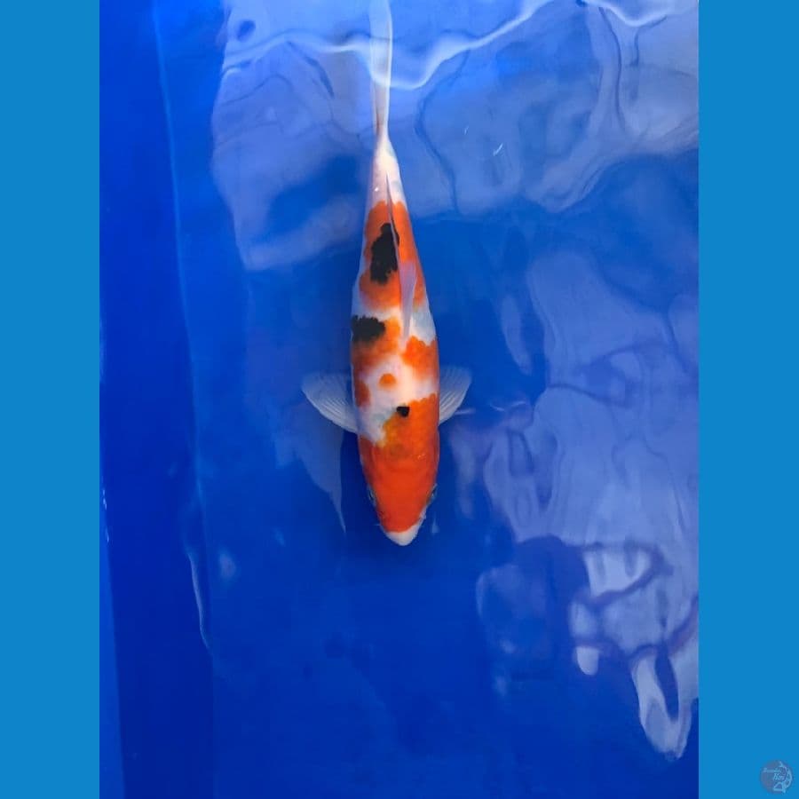 kohaku sanke size 15 up