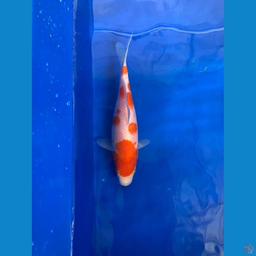 kohaku size 15 up