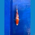 kohaku size 15 up  