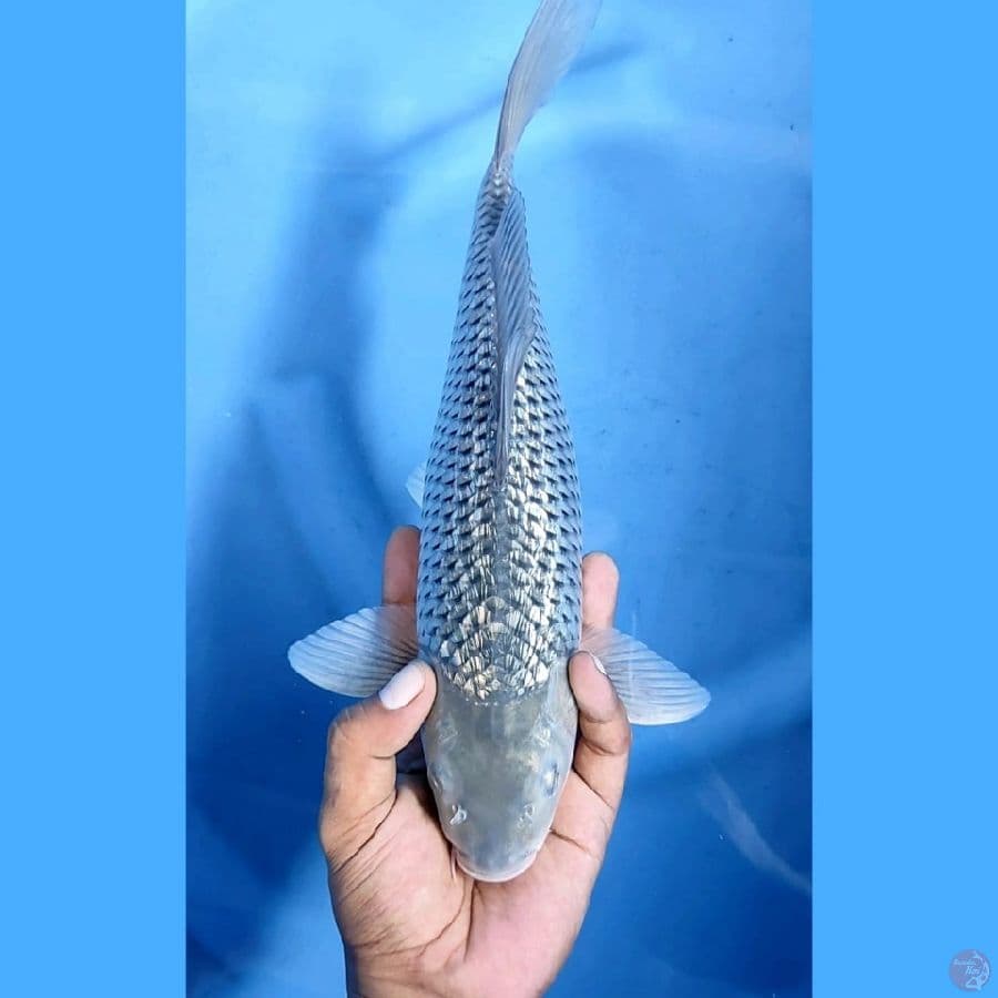 SORAGOI GINRIN # 33cm female