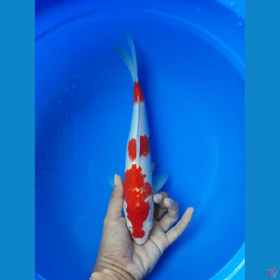 Kohaku 31cm/(Jenis kelamin: Unknown)