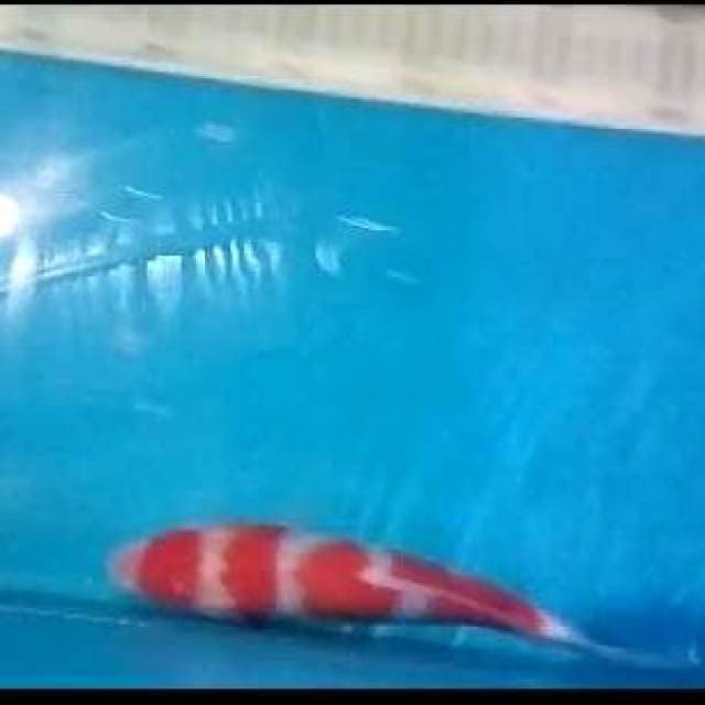 Kohaku 4 step.size26bu