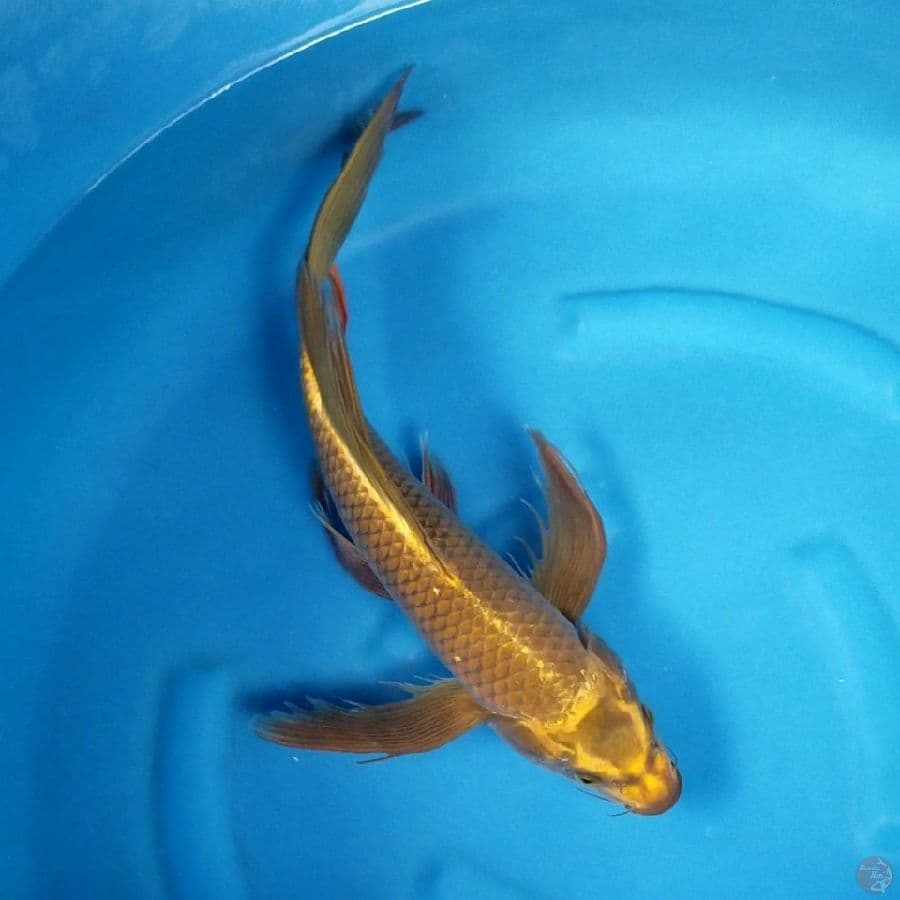 MUKASHI 45 CM MALE