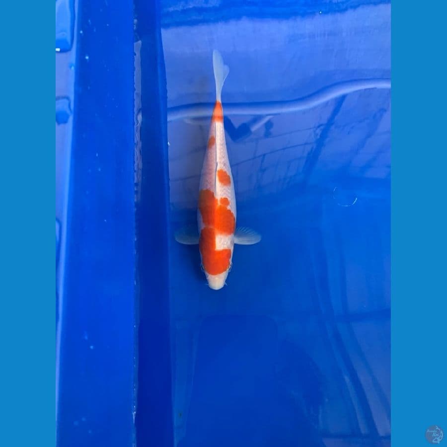 kohaku size 15 up