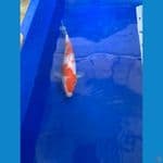 kohaku size 15 up 