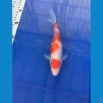 kohaku size 15 up 