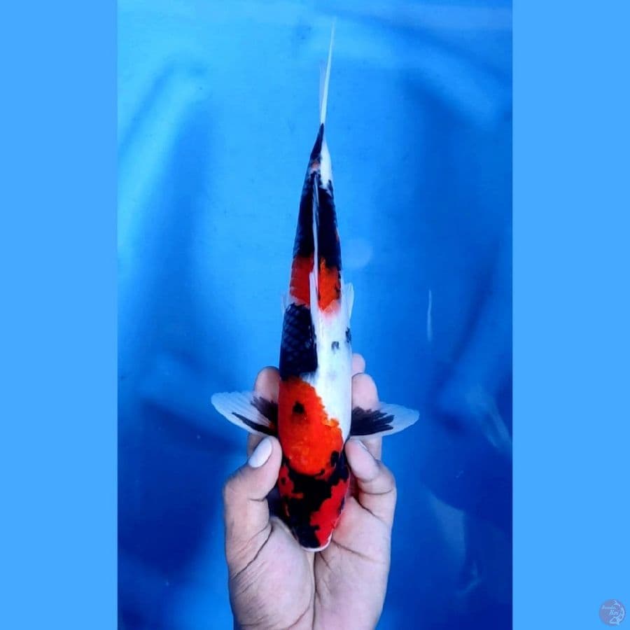 SHOWA MANTAP # 28cm jantan