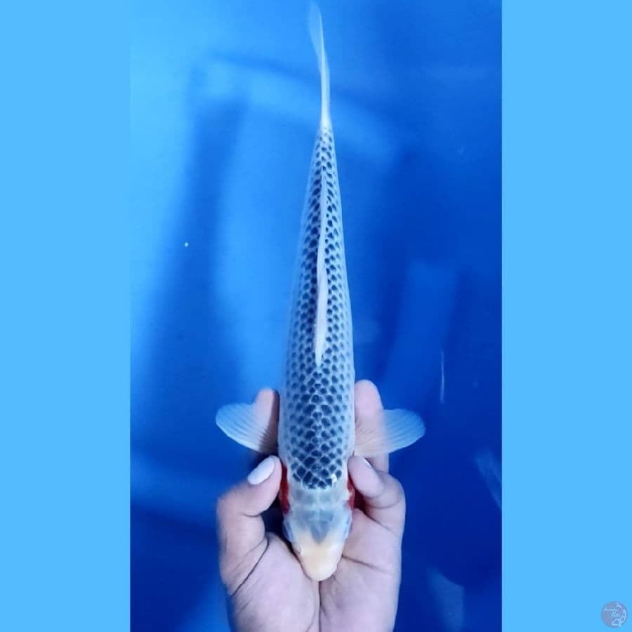 ASAGI MANTAP # 31cm jantan