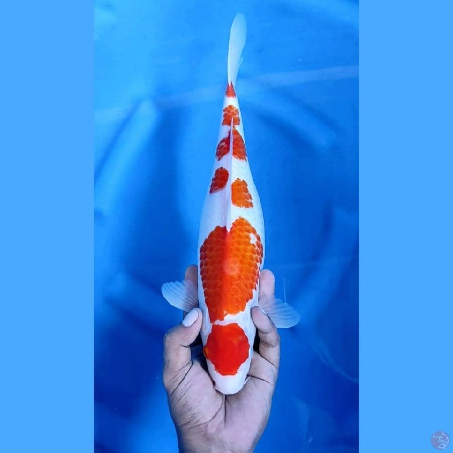 MARUTEN KOHAKU MANTAP #35cm female