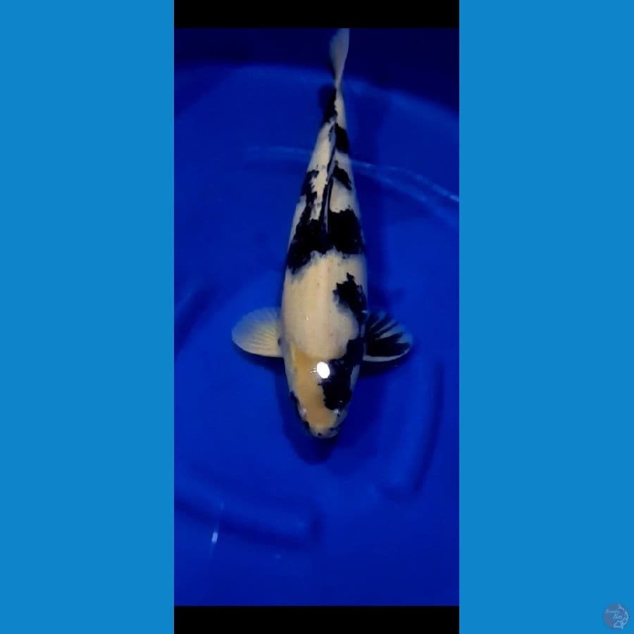 Shiro Male 49 cm