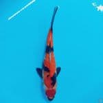 maruten showa 25cm