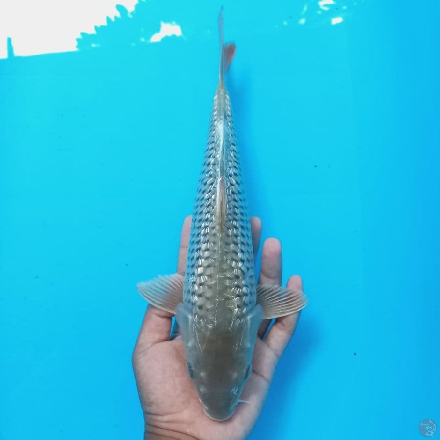 soragoi 35cm
